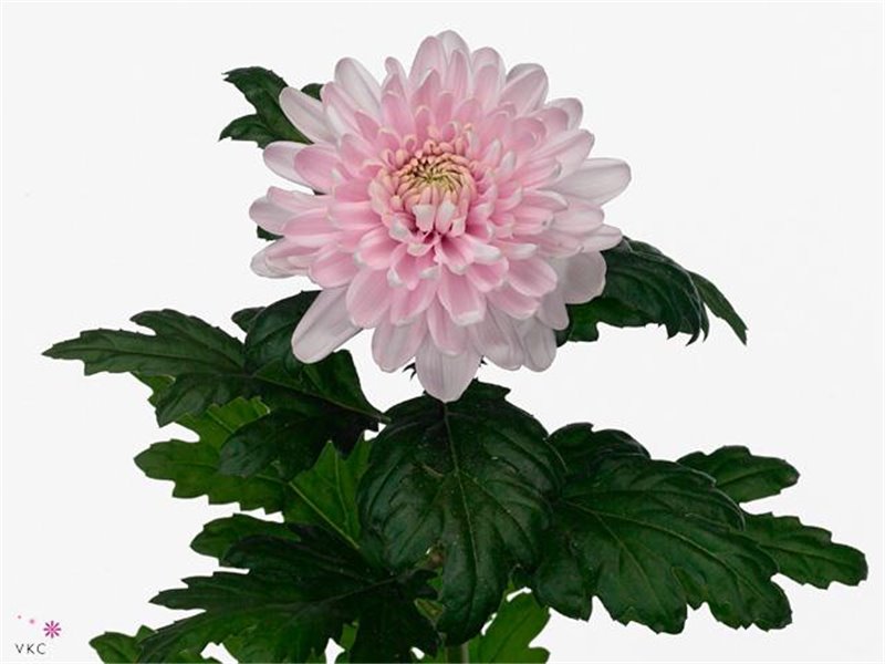 Marjetka deco Rossano c810