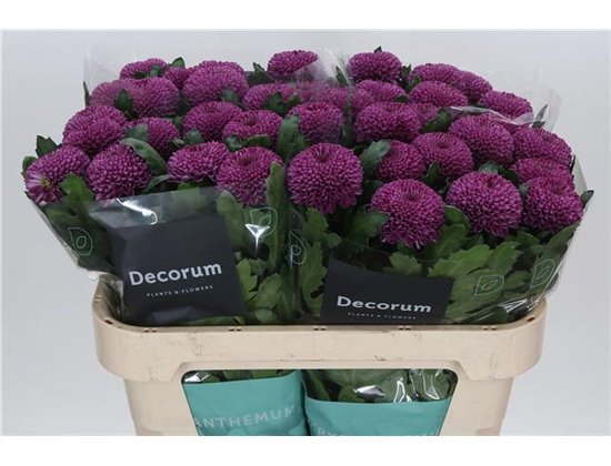 Marjetka deco Roxo c812