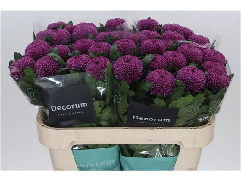 Marjetka deco Roxo c812