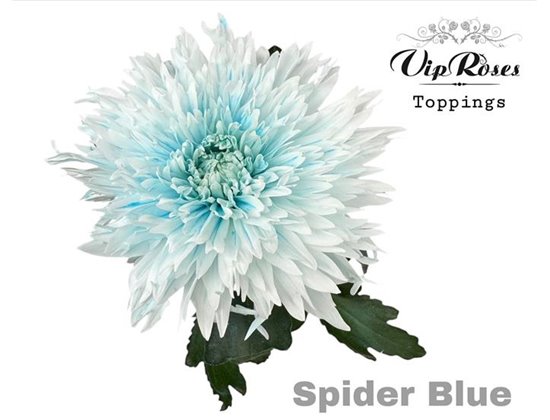 Marjetka deco Spider Blue c814