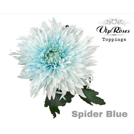 Marjetka deco Spider Blue c814