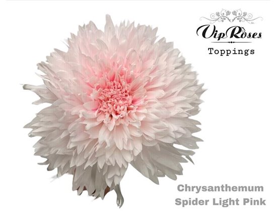 Marjetka deco Spider Delft Blue c816