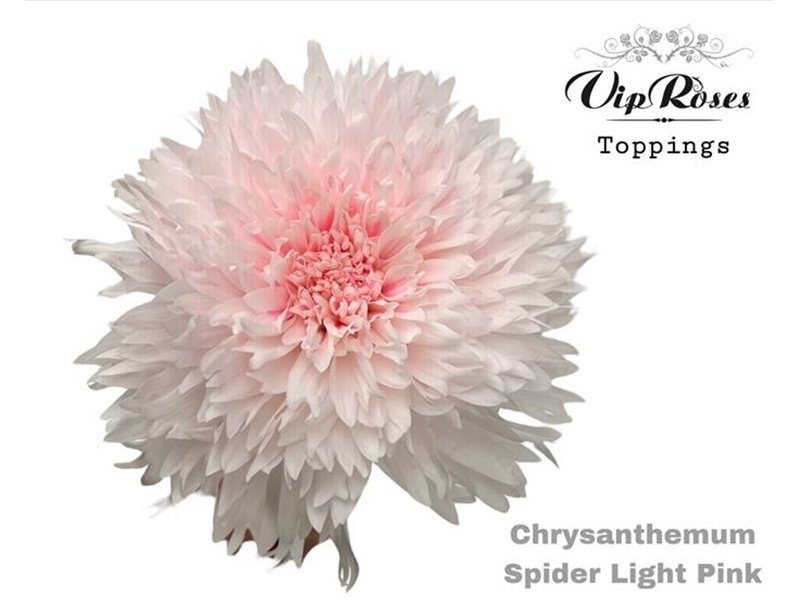 Marjetka deco Spider Delft Blue c816