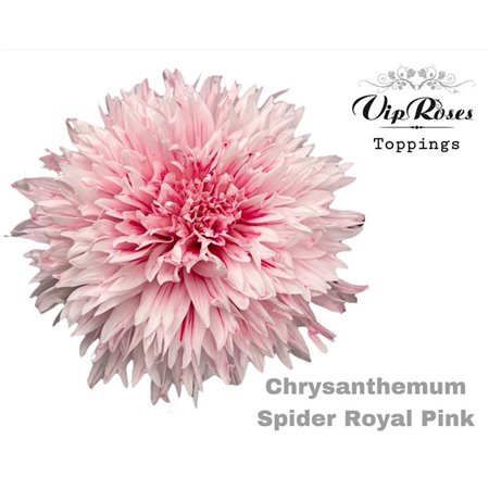 Marjetka deco Spider Royal Pink c819