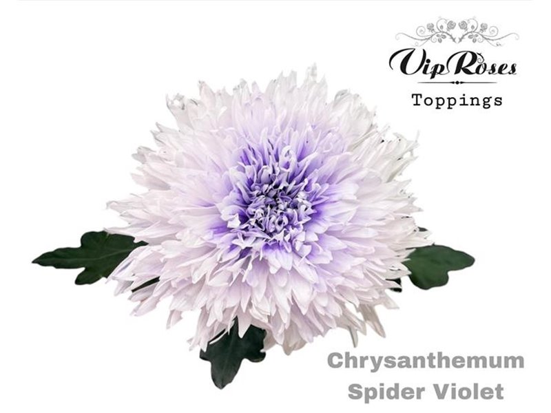 Marjetka deco Spider Violet c820