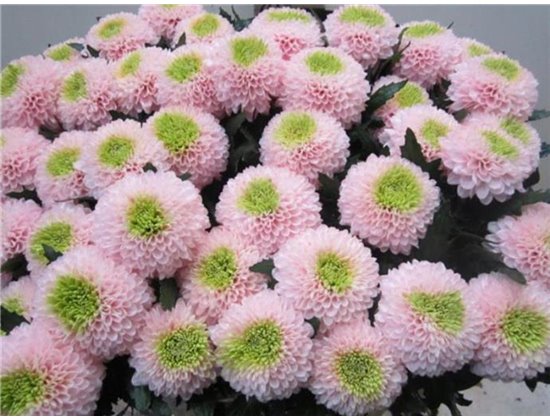 Marjetka deco Superbowl Rose / Green c822