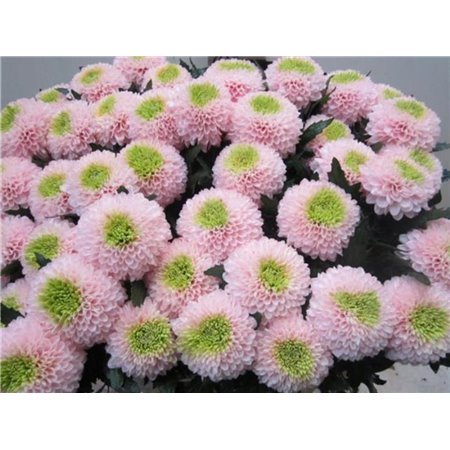 Marjetka deco Superbowl Rose / Green c822