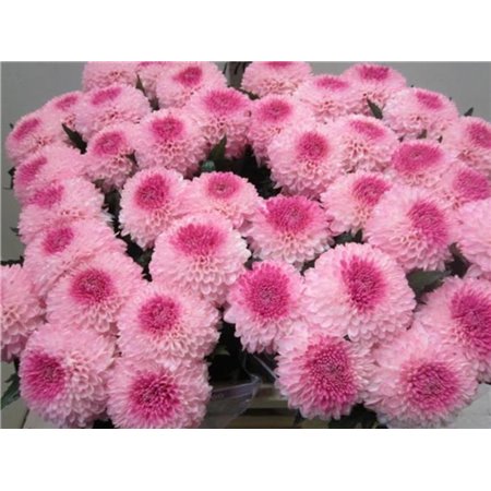 Marjetka deco Superbowl Rose / Rose c824