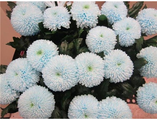 Marjetka deco Superbowl Sweet Blue c826