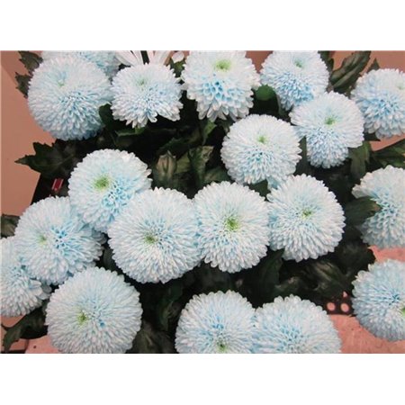 Marjetka deco Superbowl Sweet Blue c826