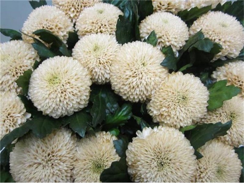 Marjetka deco Superbowl Sweet Brownie c828