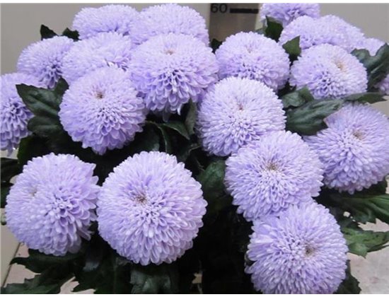 Marjetka deco Superbowl Sweet Milka c829