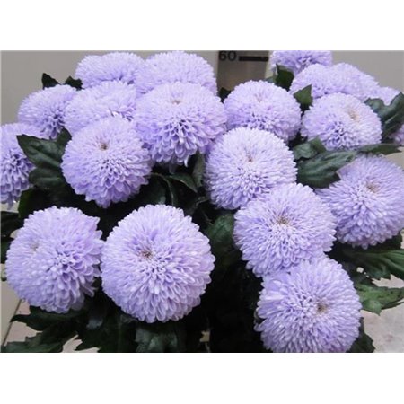 Marjetka deco Superbowl Sweet Milka c830