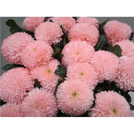 Marjetka deco Superbowl Sweet Roosvice c831