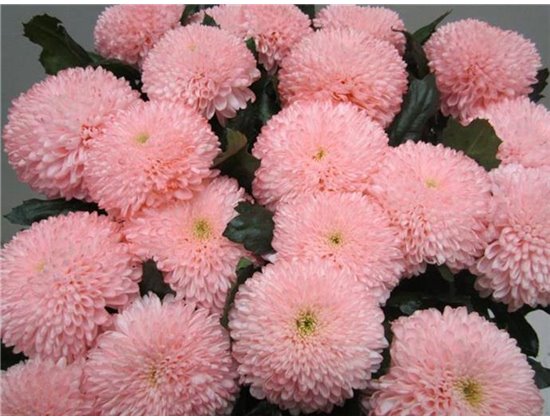 Marjetka deco Superbowl Sweet Roosvice c832