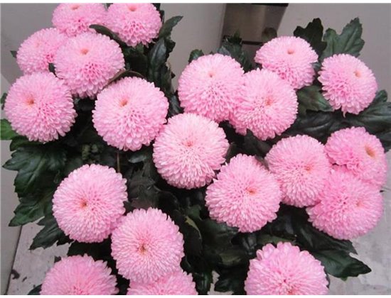 Marjetka deco Superbowl Sweet Rose c834