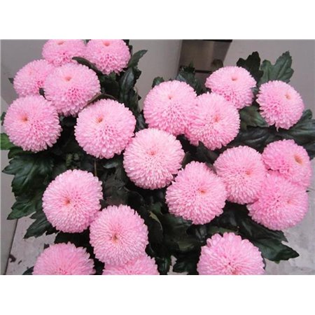 Marjetka deco Superbowl Sweet Rose c834