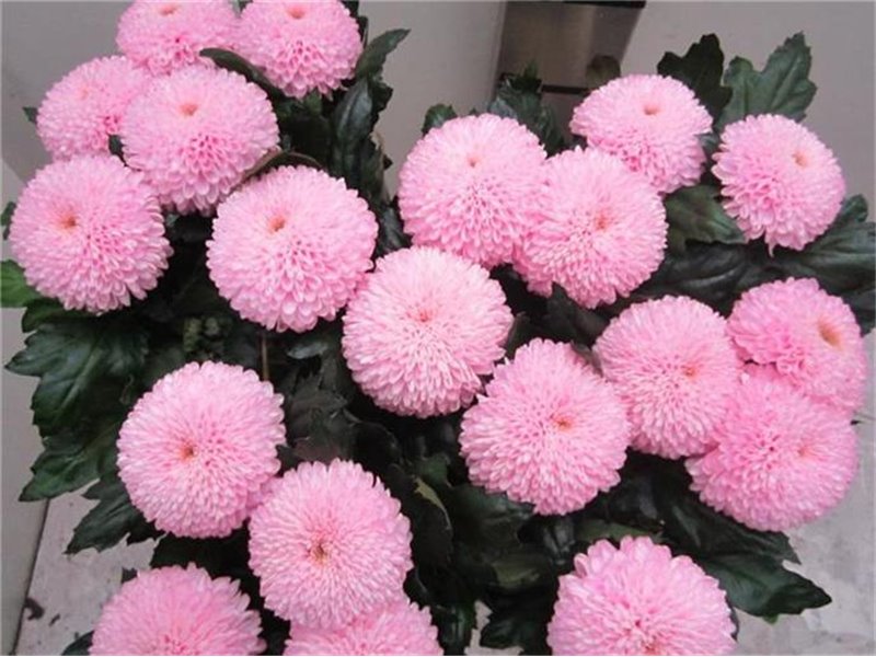 Marjetka deco Superbowl Sweet Rose c836