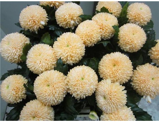 Marjetka deco Superbowl Sweet Salmon c838