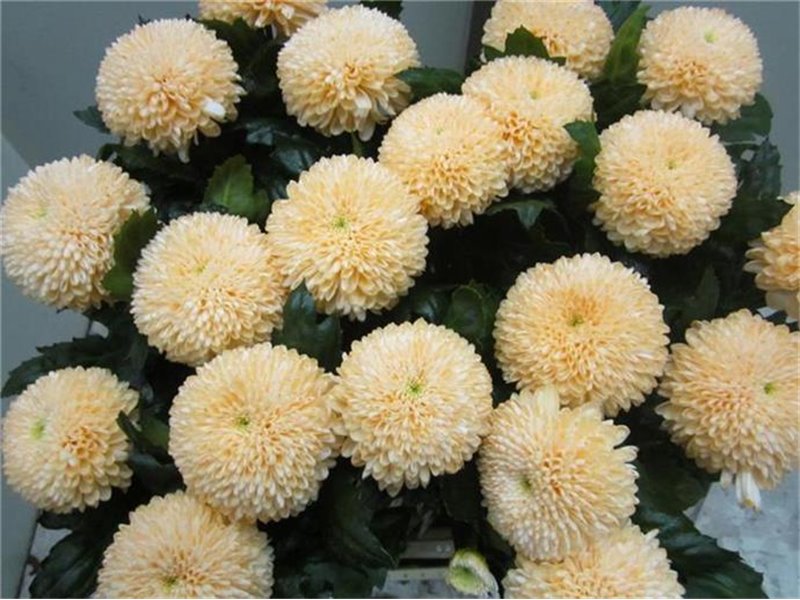 Marjetka deco Superbowl Sweet Salmon c838