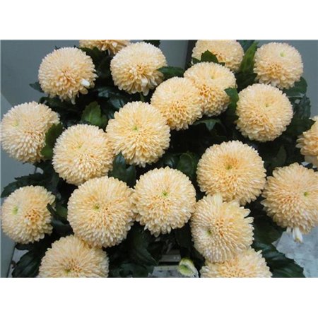 Marjetka deco Superbowl Sweet Salmon c838