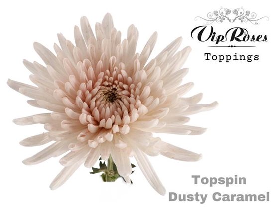 Marjetka deco Topspin Dusty Caramel c843
