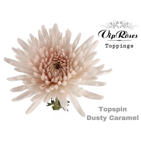 Marjetka deco Topspin Dusty Caramel c843