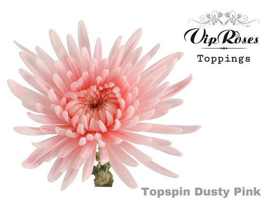 Marjetka deco Topspin Dusty Pink c845