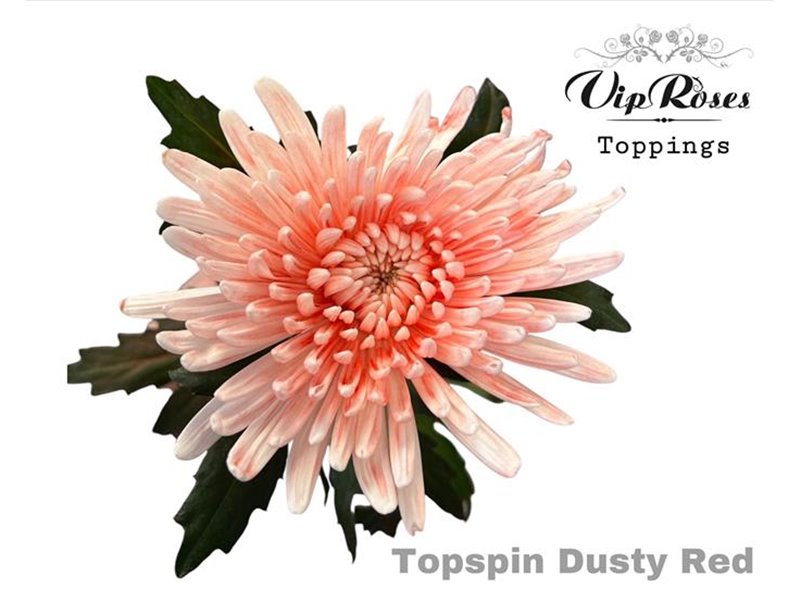 Marjetka deco Topspin Dusty Red c847
