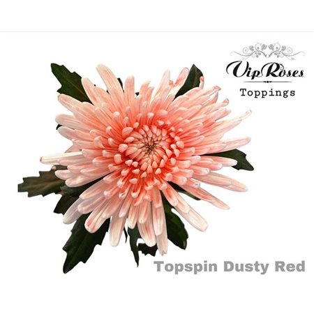 Marjetka deco Topspin Dusty Red c847