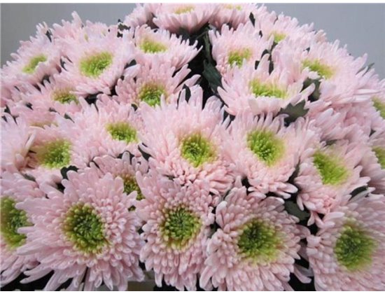 Marjetka deco Topspin G Rose / Green c851