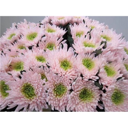 Marjetka deco Topspin G Rose / Green c852