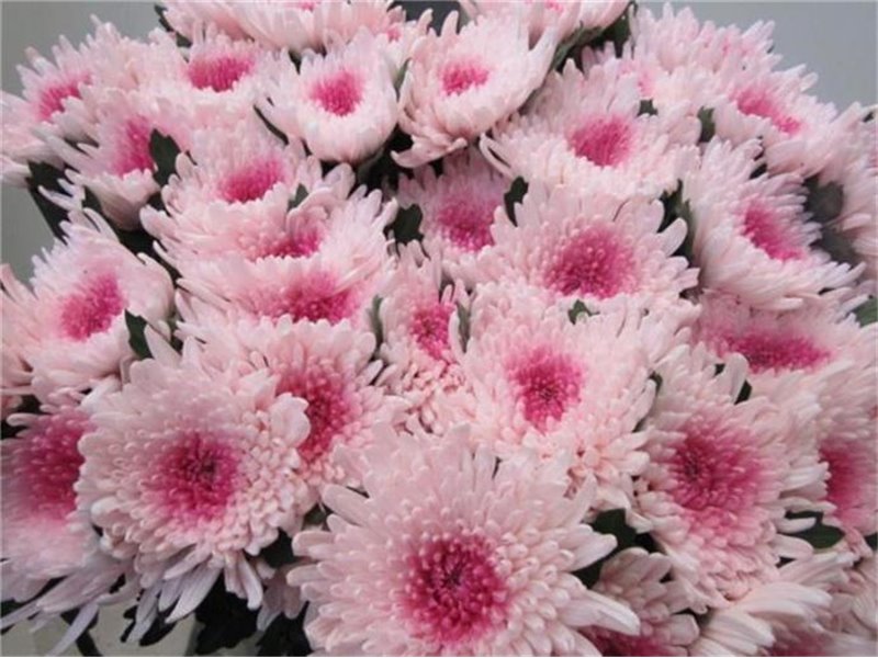 Marjetka deco Topspin G Rose / Rose c853