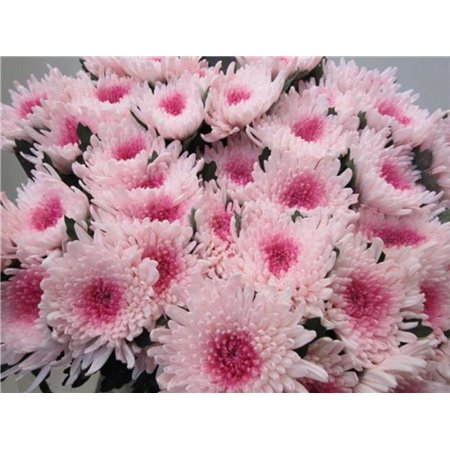 Marjetka deco Topspin G Rose / Rose c854