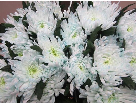 Marjetka deco Topspin G Sweet Blue c855