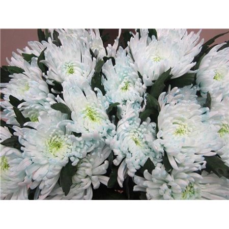 Marjetka deco Topspin G Sweet Blue c855