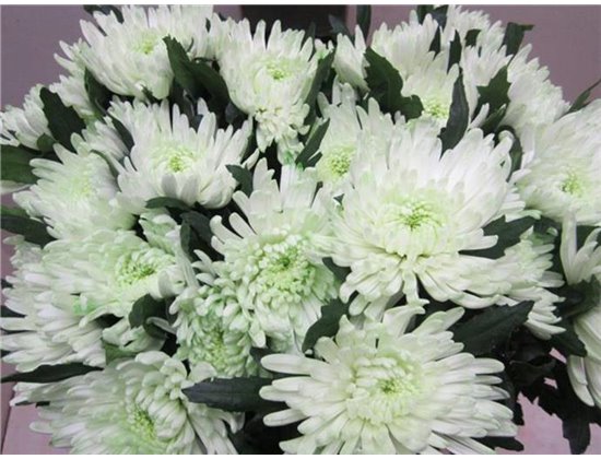 Marjetka deco Topspin G Sweet Green c857