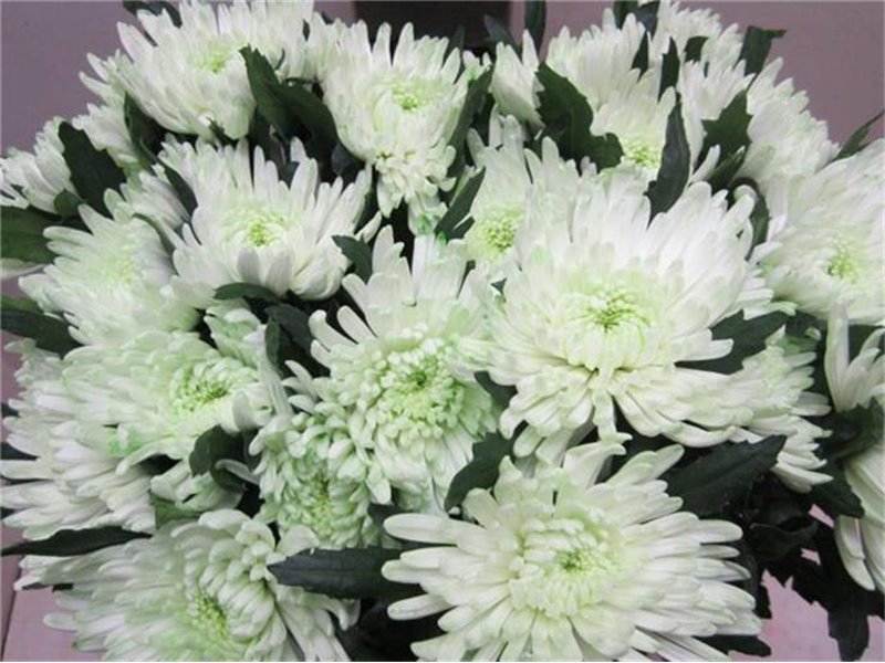 Marjetka deco Topspin G Sweet Green c857