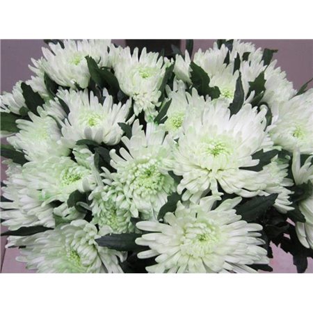 Marjetka deco Topspin G Sweet Green c858