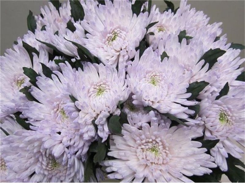 Marjetka deco Topspin G Sweet Milka c859