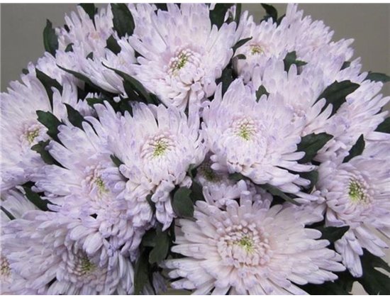 Marjetka deco Topspin G Sweet Milka c861