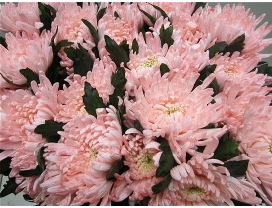 Marjetka deco Topspin G Sweet Roosvice c863