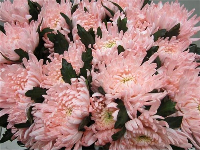 Marjetka deco Topspin G Sweet Roosvice c863