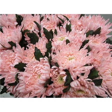 Marjetka deco Topspin G Sweet Roosvice c864