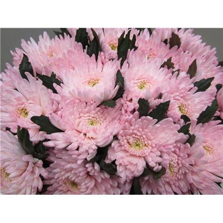 Marjetka deco Topspin G Sweet Rose c866