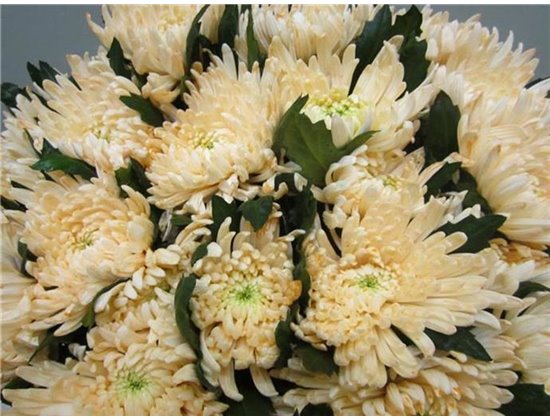 Marjetka deco Topspin G Sweet Salmon c869