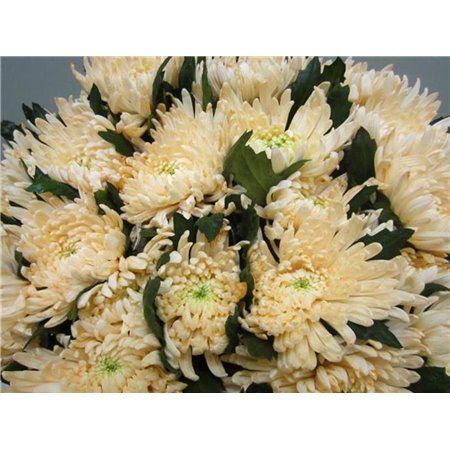 Marjetka deco Topspin G Sweet Salmon c869