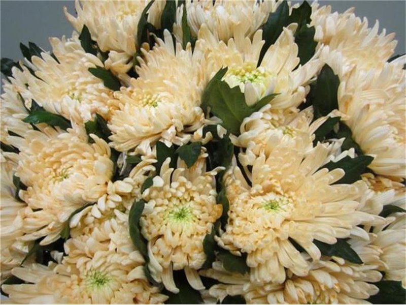 Marjetka deco Topspin G Sweet Salmon c870