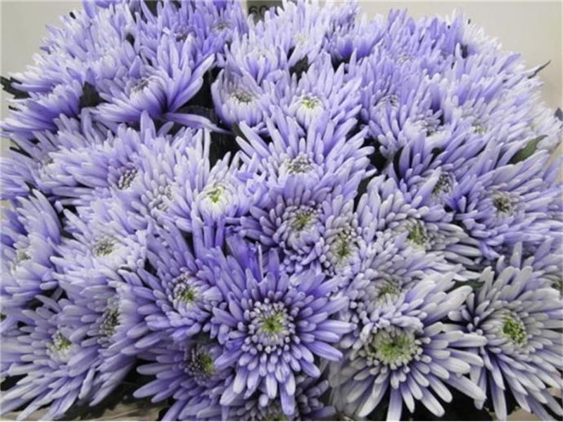 Marjetka deco Topspin Pastel Lilac c871