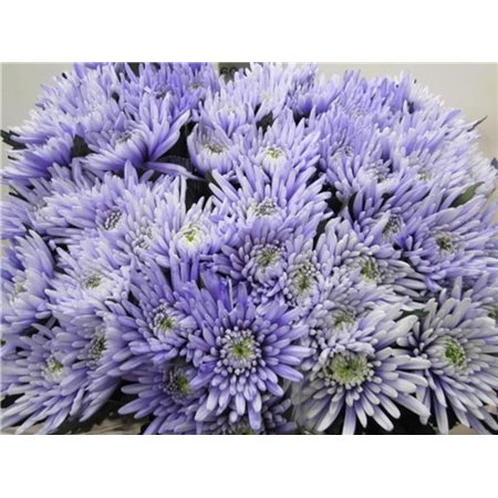 Marjetka deco Topspin Pastel Lilac c871